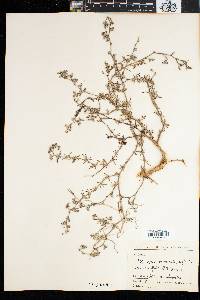 Polycarpaea divaricata image