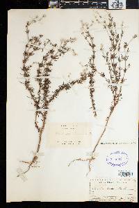 Image of Polycarpaea linearifolia