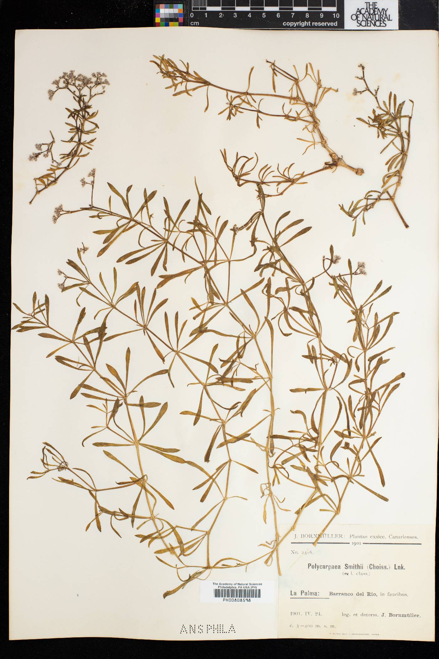 Polycarpaea smithii image