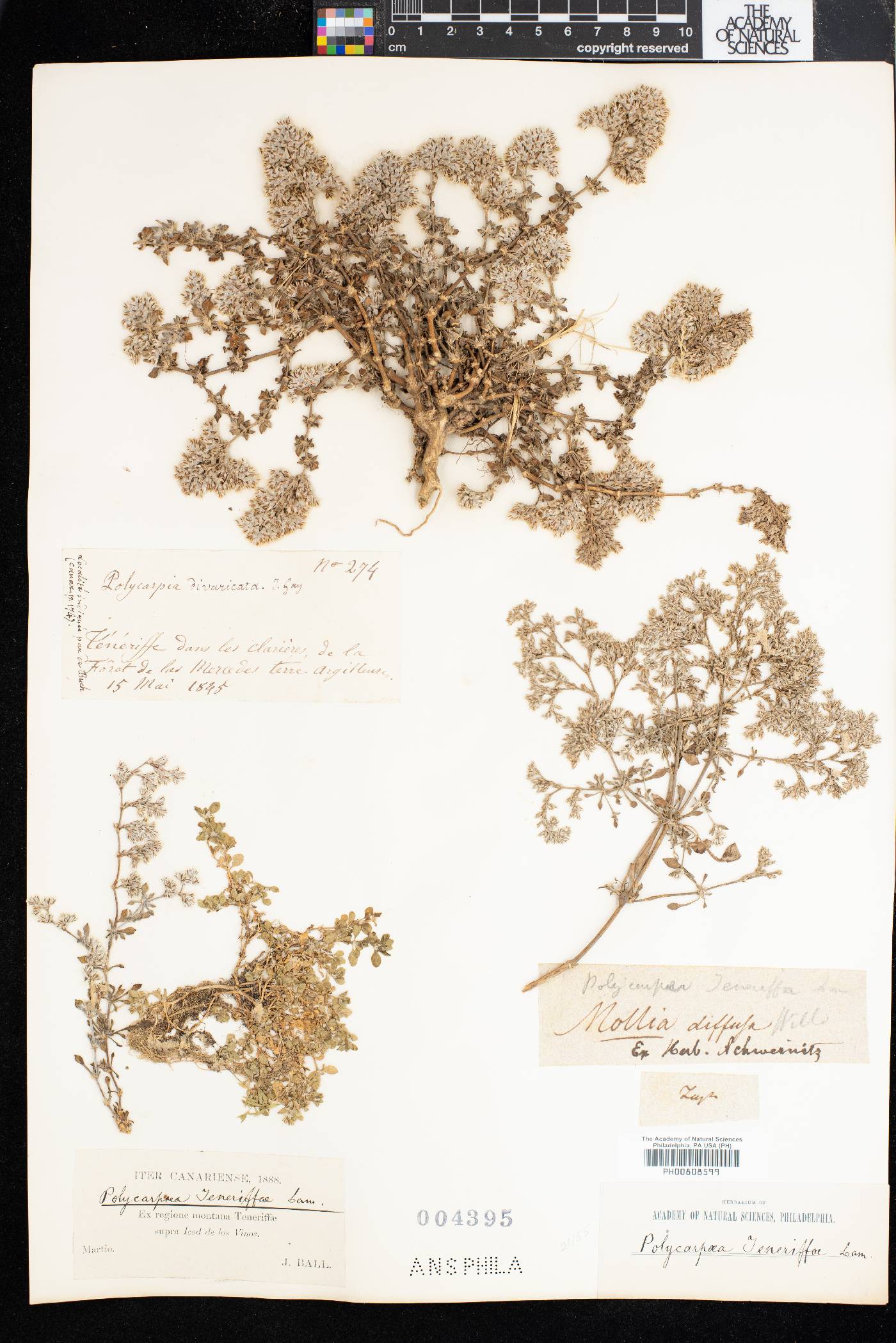 Polycarpaea divaricata image