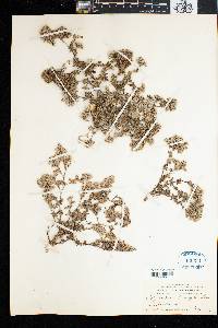 Polycarpaea divaricata image