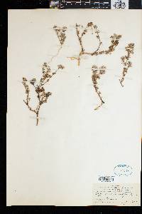 Polycarpaea divaricata image