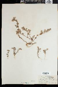 Polycarpaea divaricata image