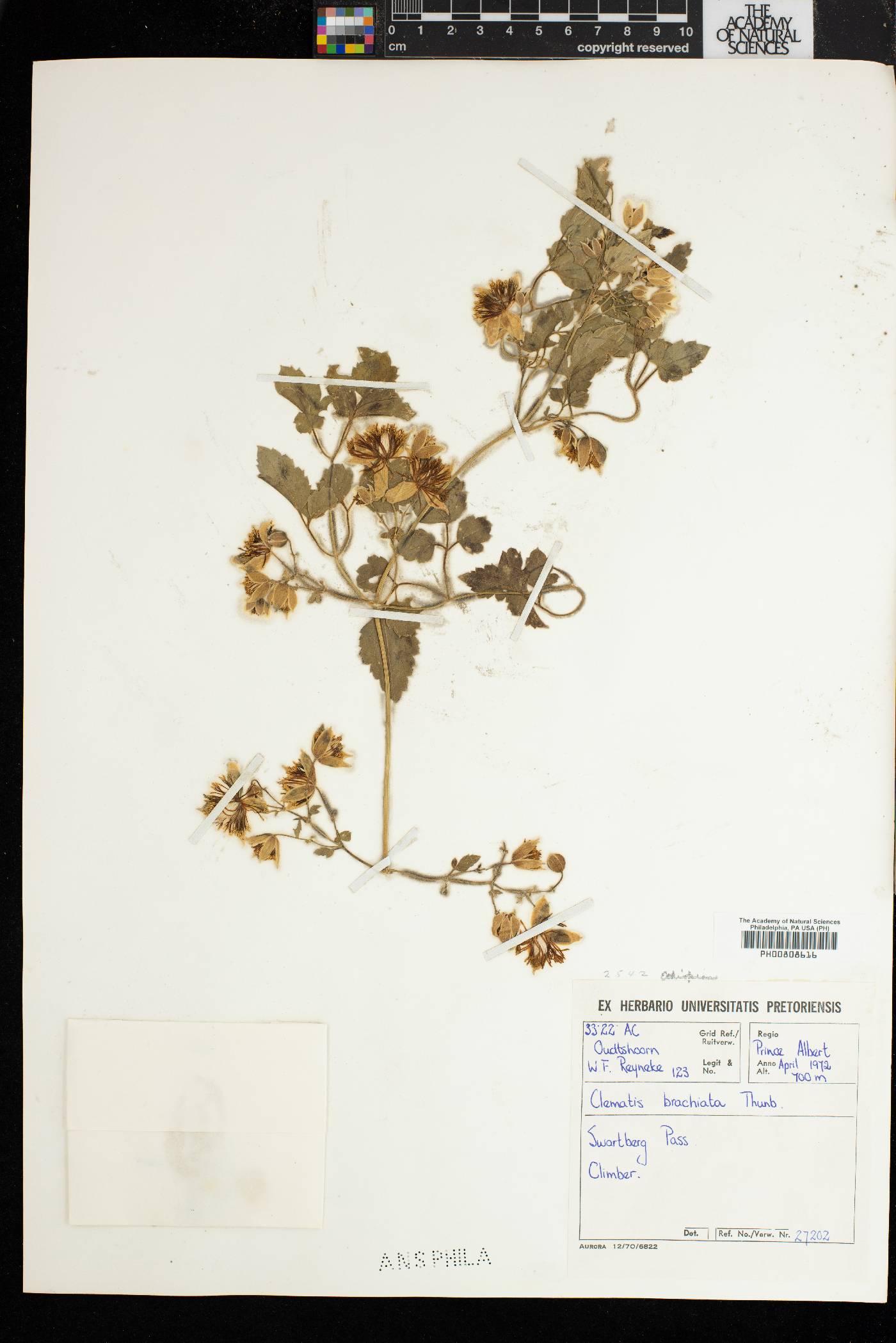 Clematis brachiata image