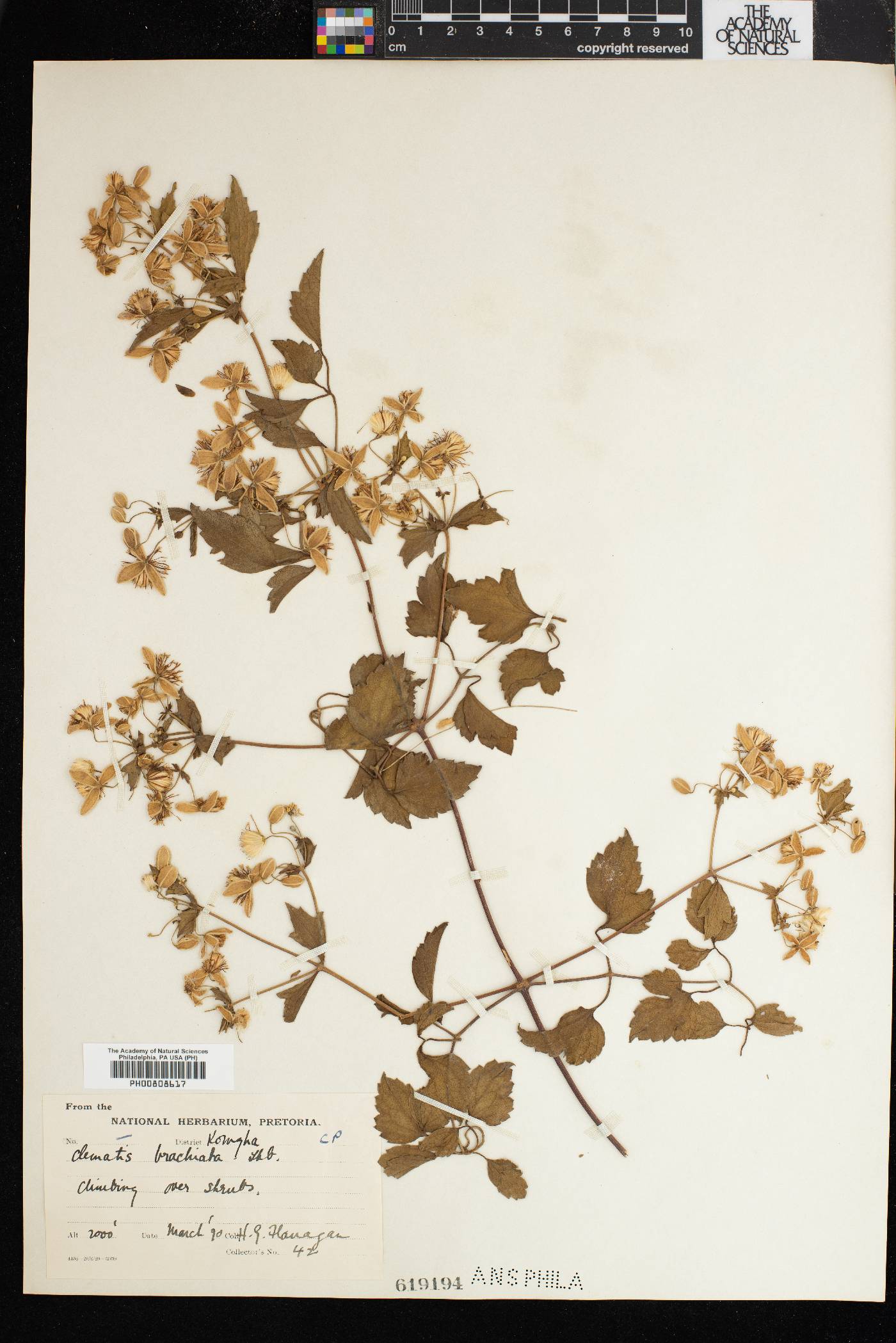Clematis brachiata image