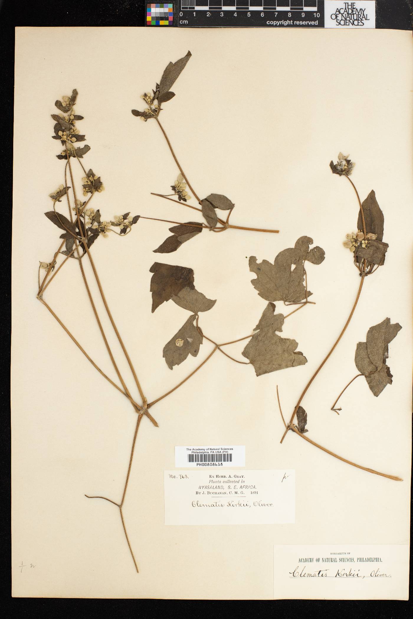 Clematis villosa subsp. kirkii image