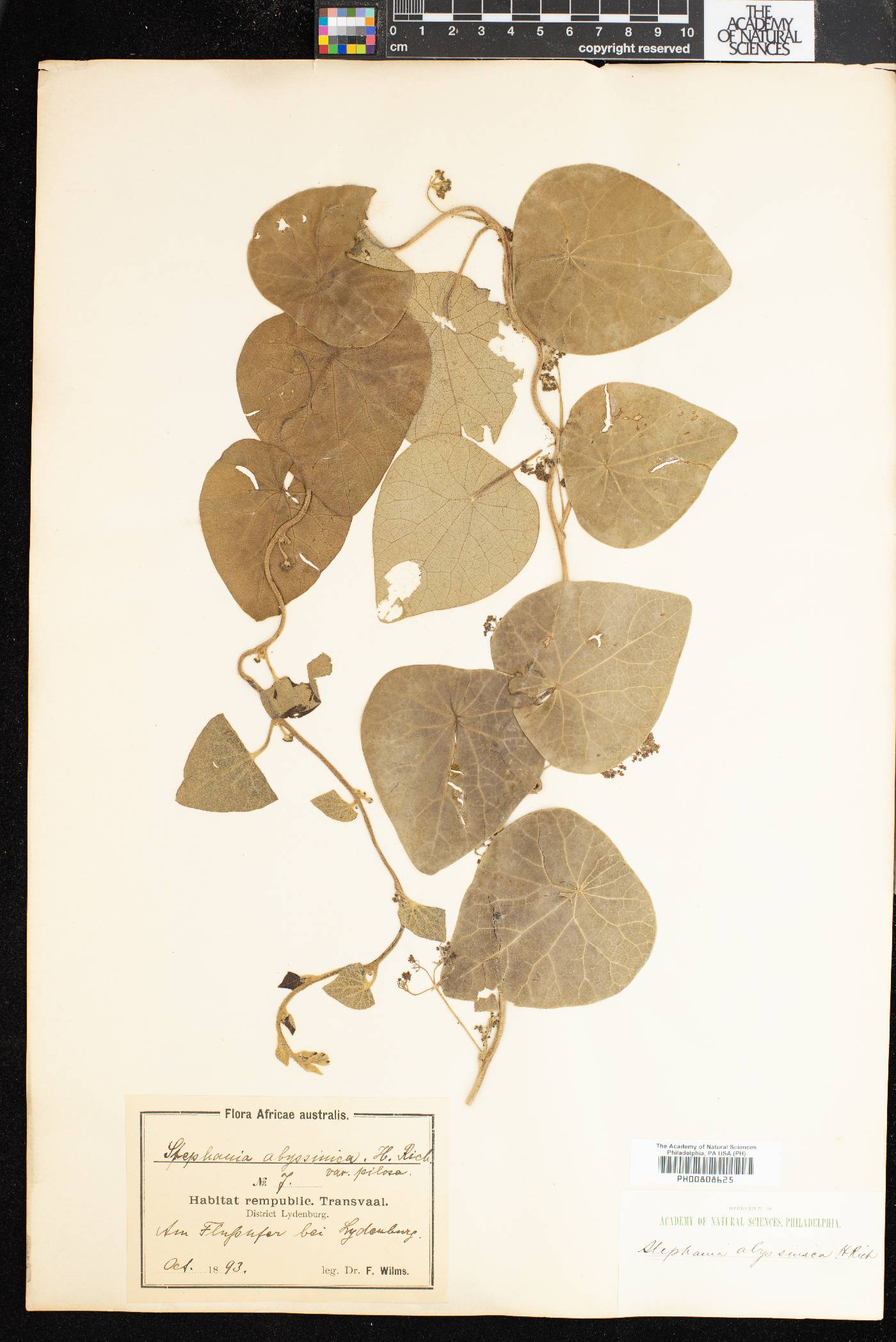 Stephania abyssinica image