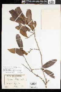 Image of Xylopia holtzii