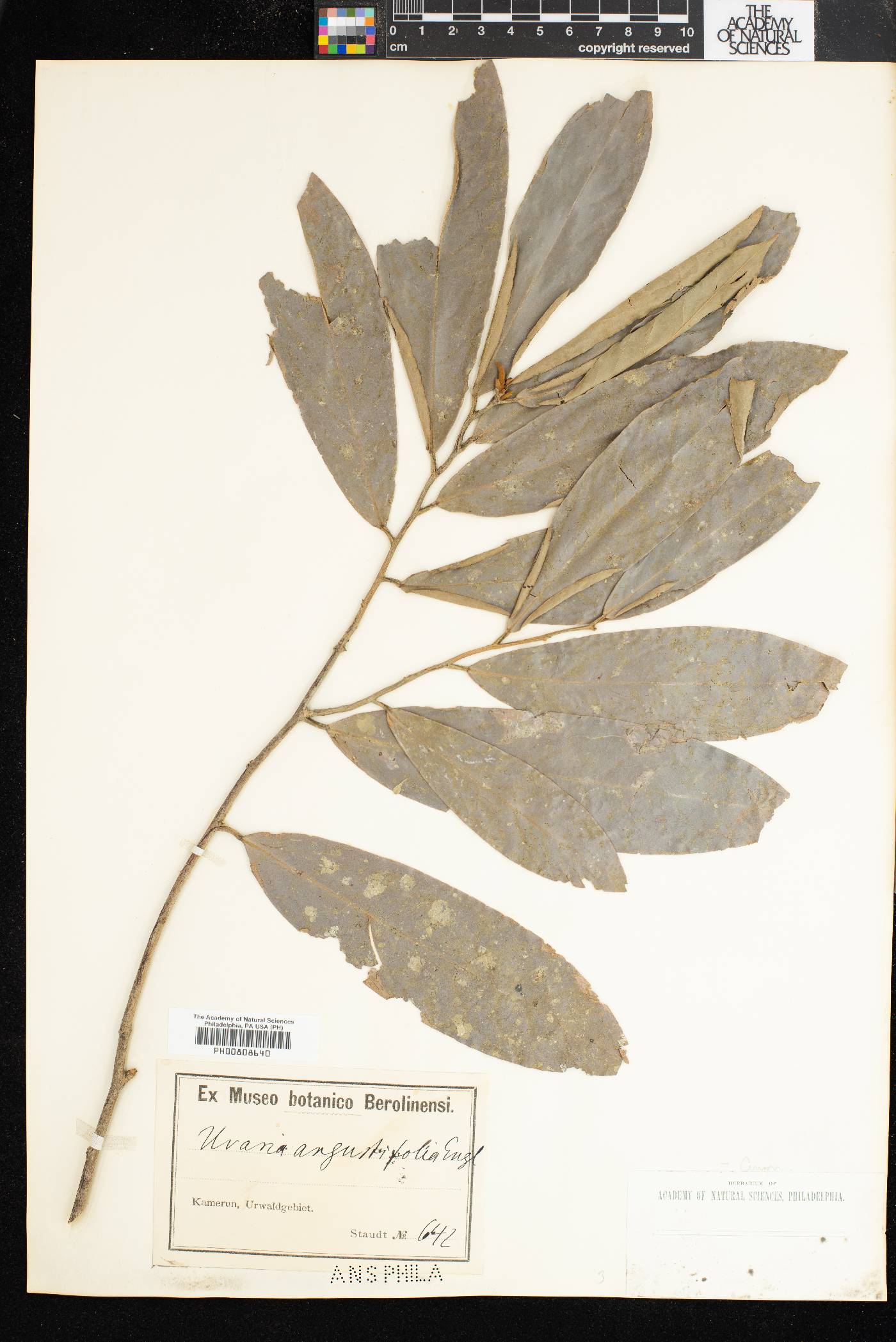 Uvariodendron angustifolium image