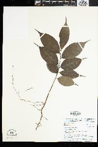 Image of Monodora tenuifolia