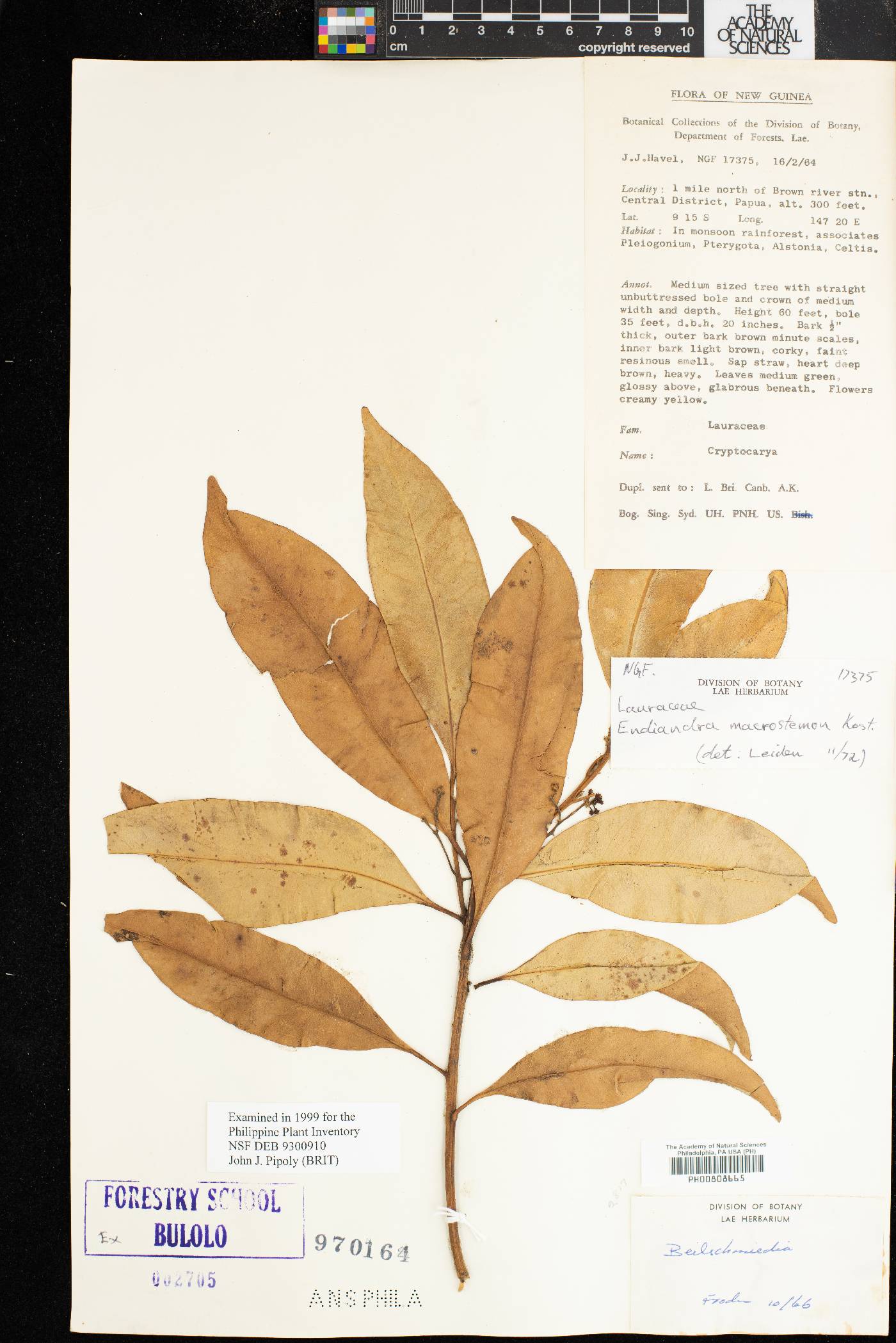 Endiandra macrostemon image