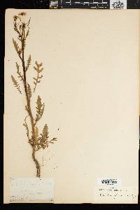 Media resource of Rorippa fluviatilis