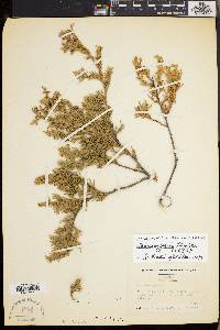 Chamaecyparis thyoides image