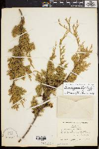 Chamaecyparis thyoides image