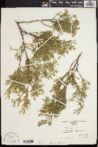 Chamaecyparis thyoides image