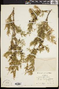 Chamaecyparis thyoides var. henryae image