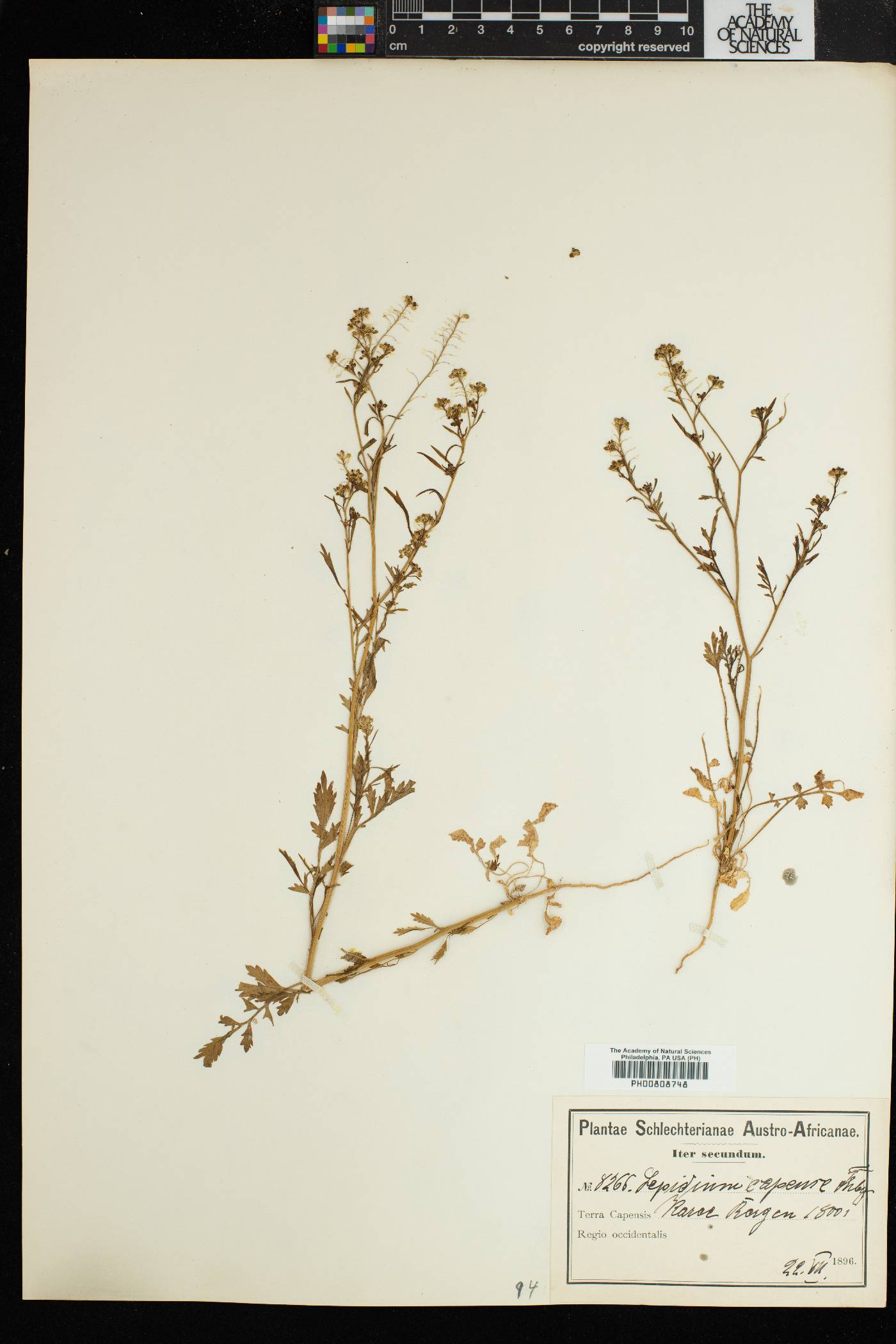 Lepidium capense image