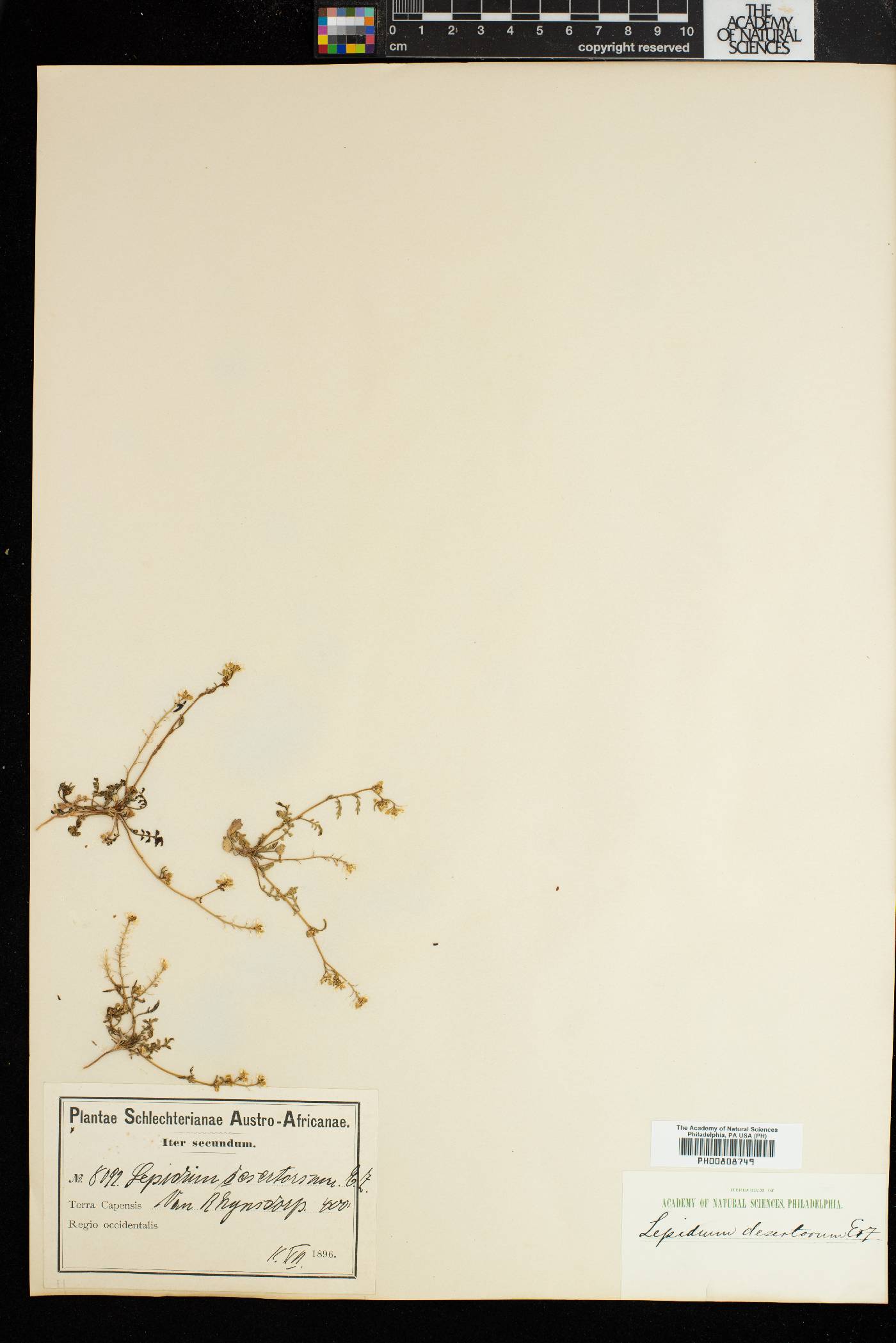 Lepidium desertorum image