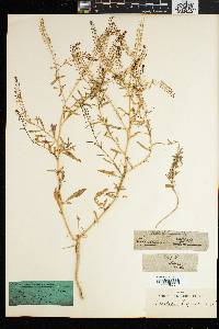 Lepidium capense image