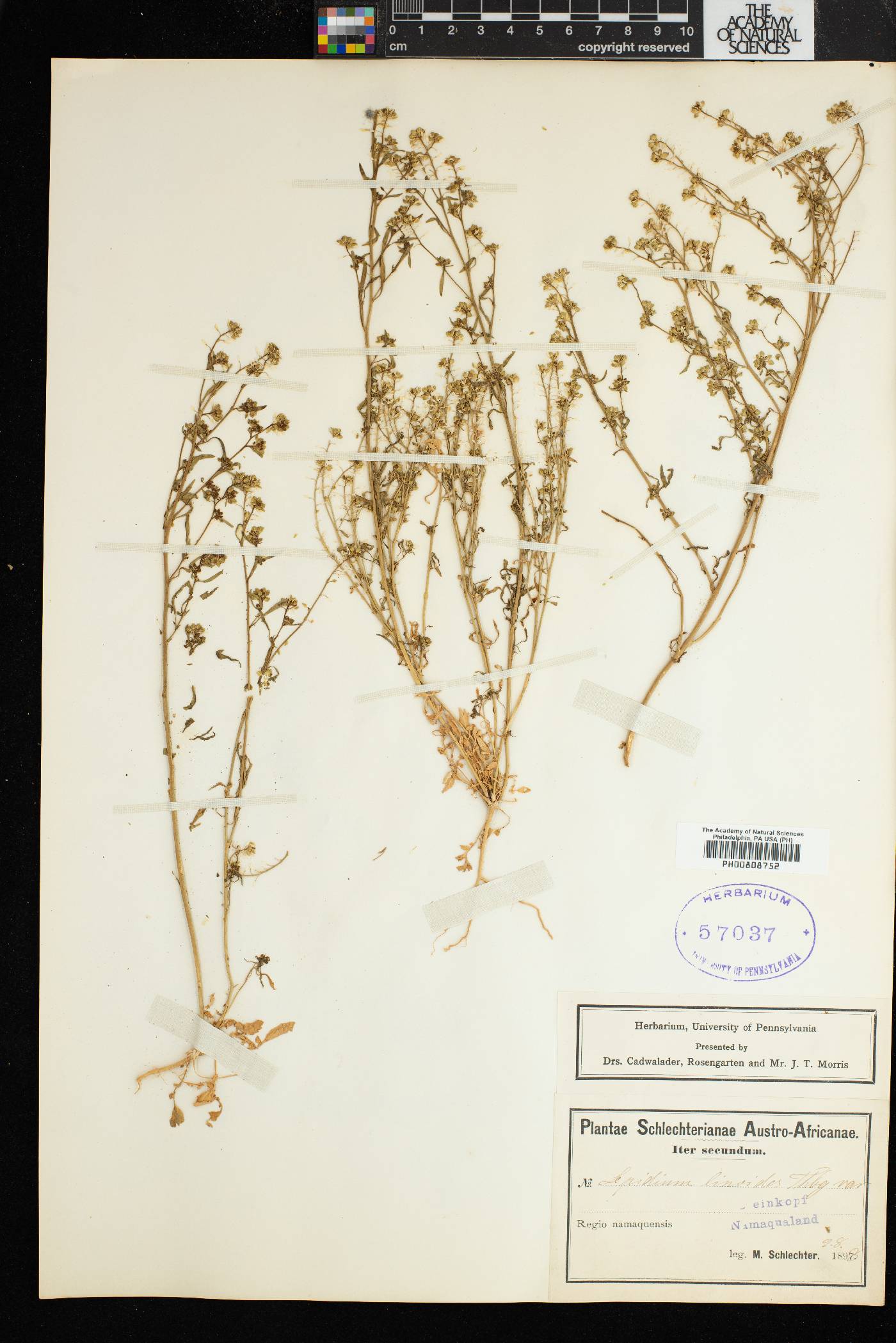 Lepidium africanum image
