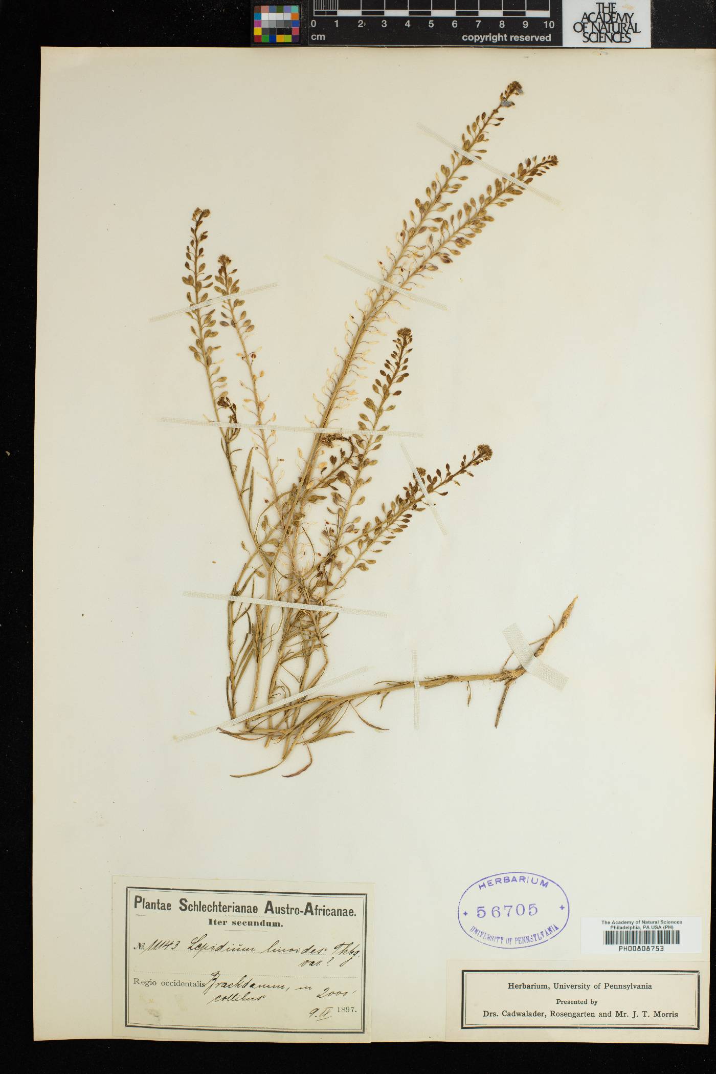 Lepidium africanum subsp. africanum image