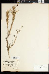 Image of Heliophila cornuta