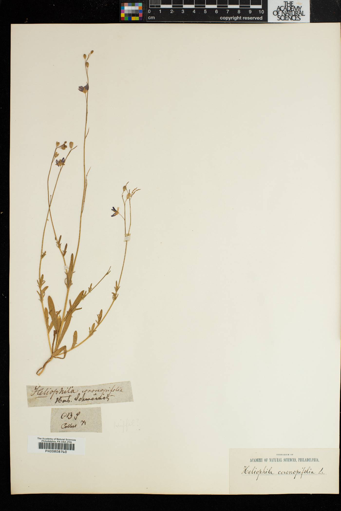 Heliophila coronopifolia image