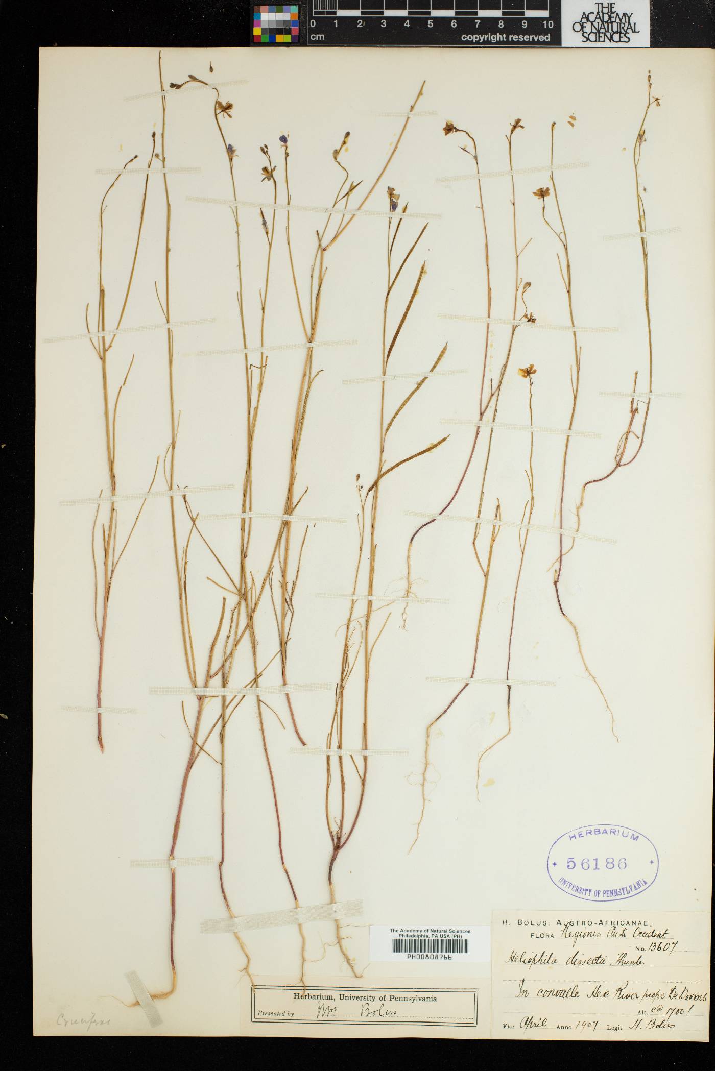 Heliophila dissecta image