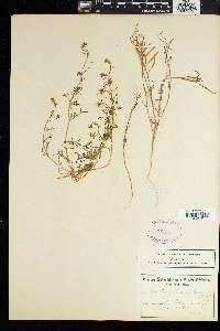Image of Heliophila pubescens