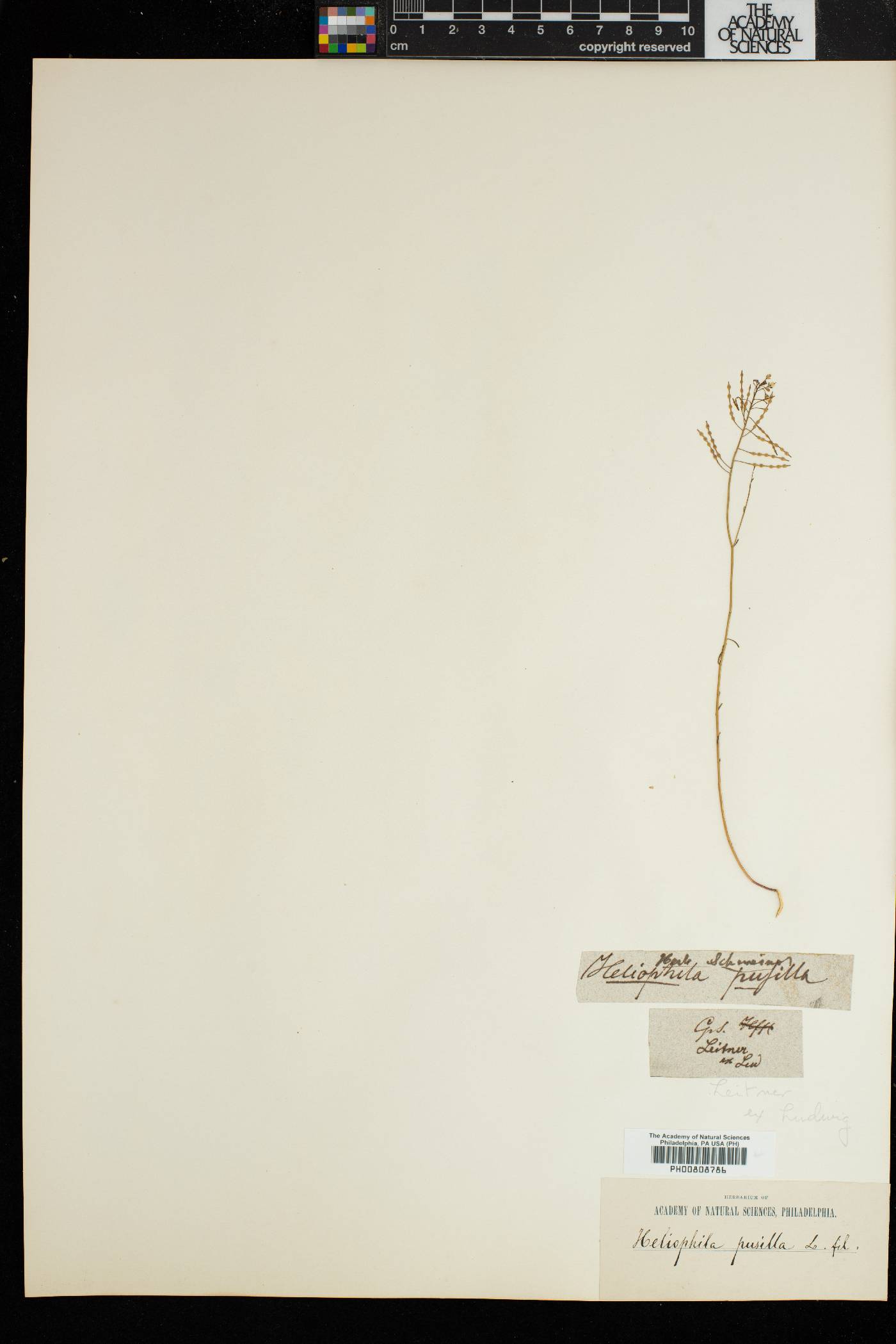 Heliophila pusilla image