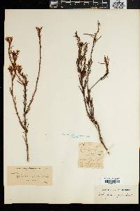 Image of Heliophila scoparia