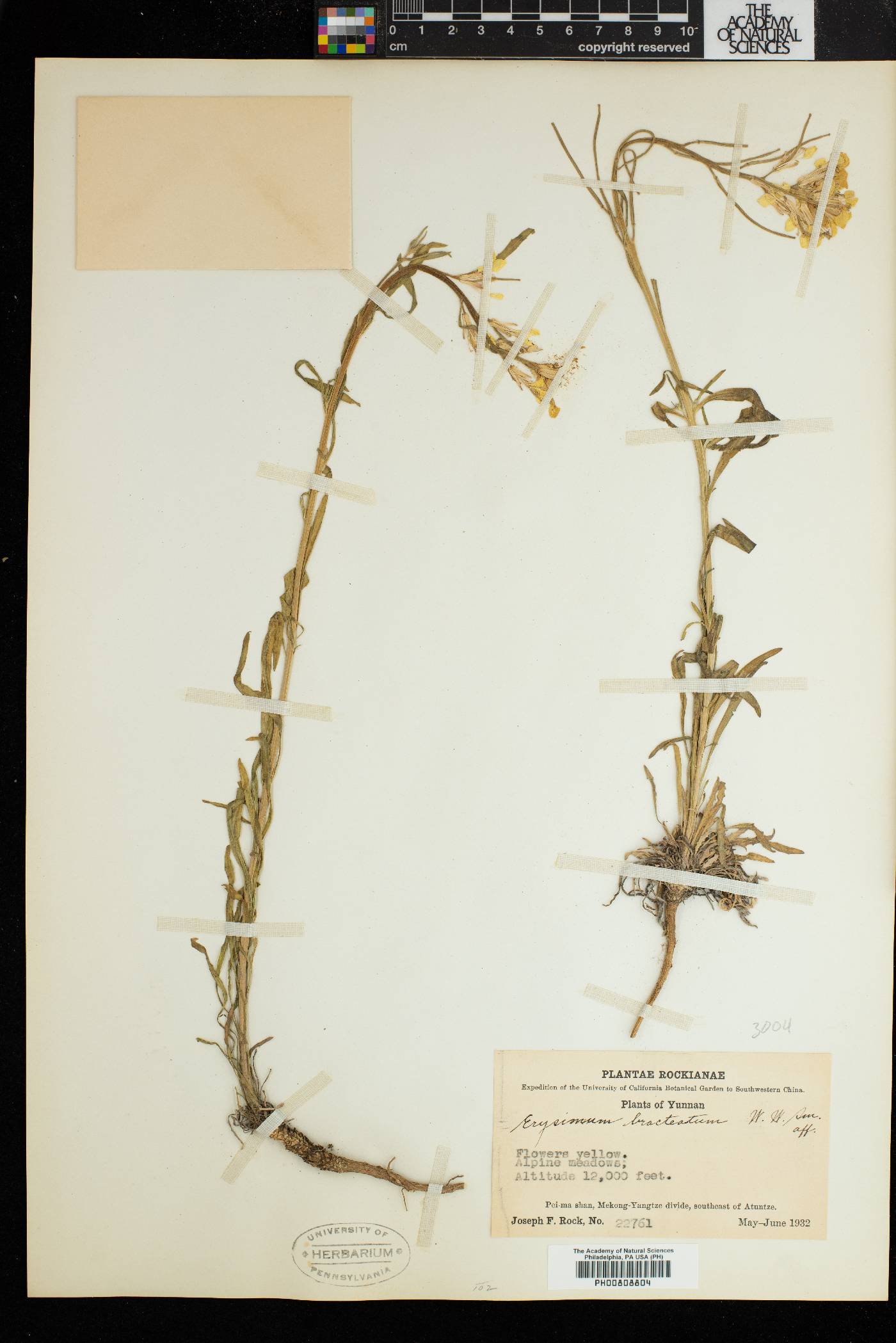 Erysimum wardii image