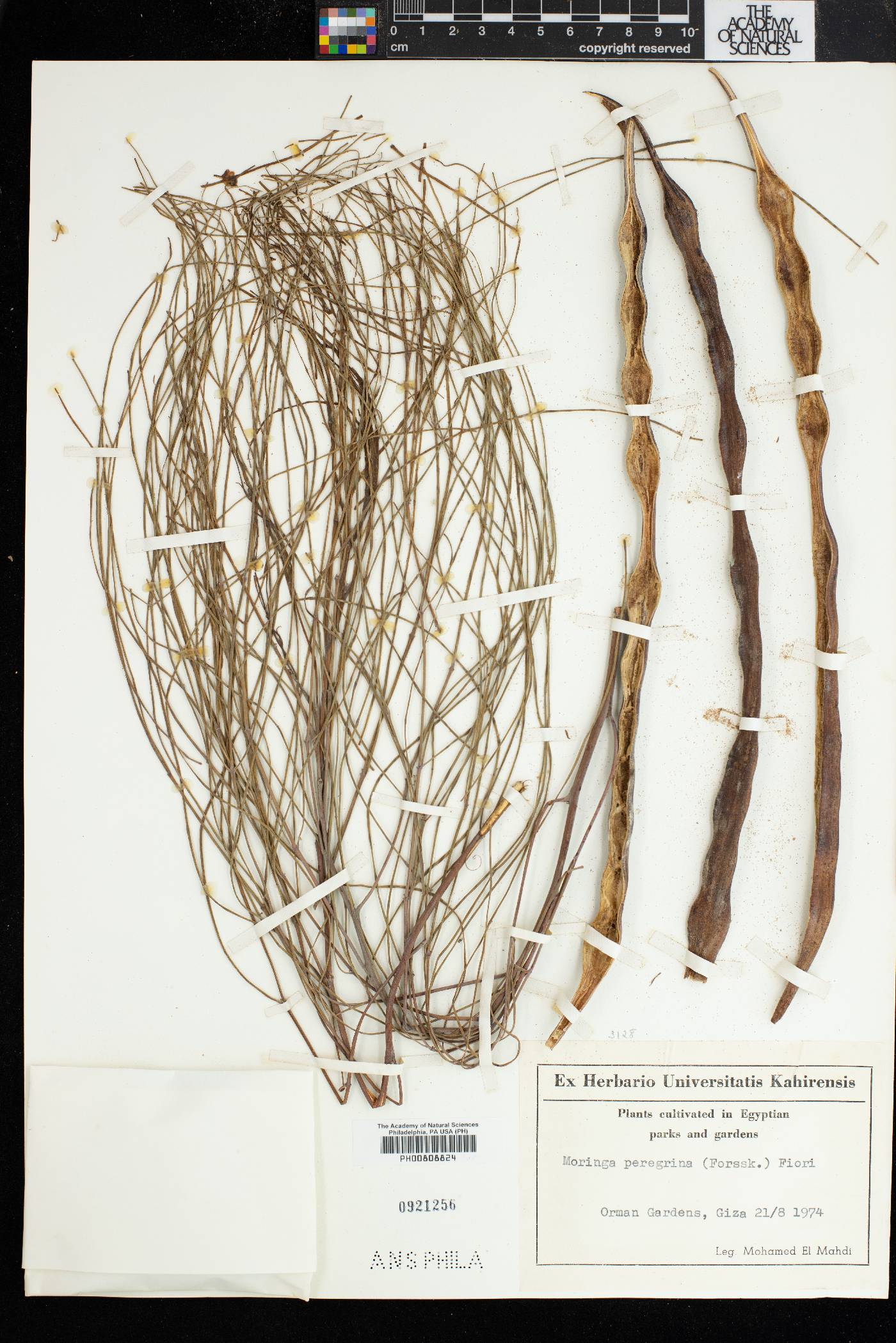 Moringa peregrina image