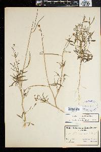 Image of Sieruela maculata