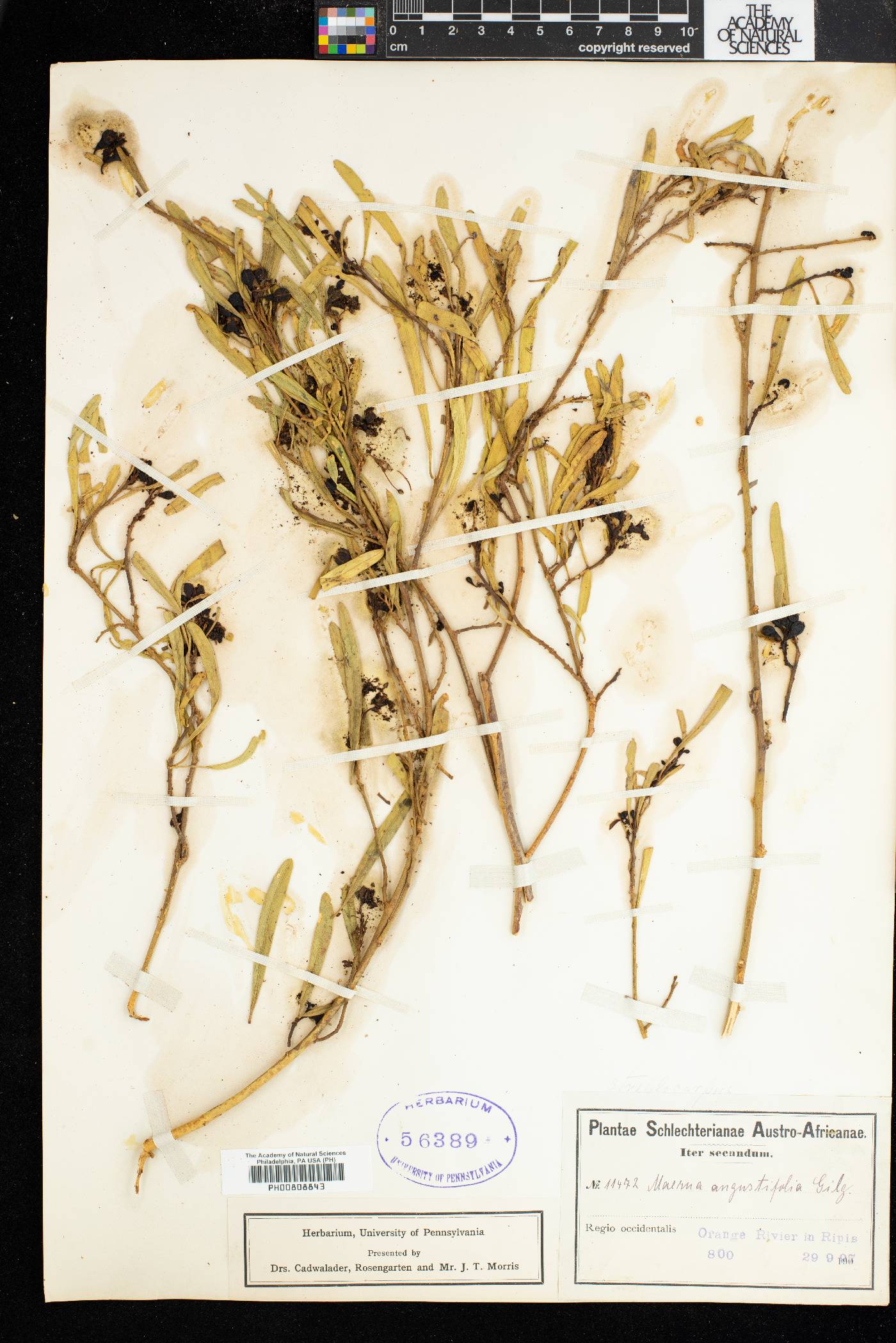 Maerua juncea subsp. juncea image