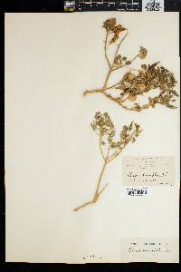 Image of Cleome droserifolia
