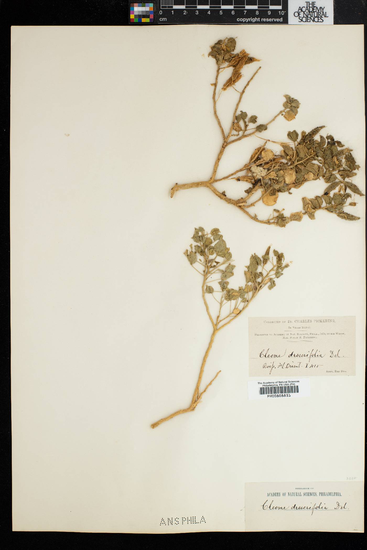Cleome droserifolia image