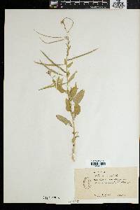 Cleome monophylla image