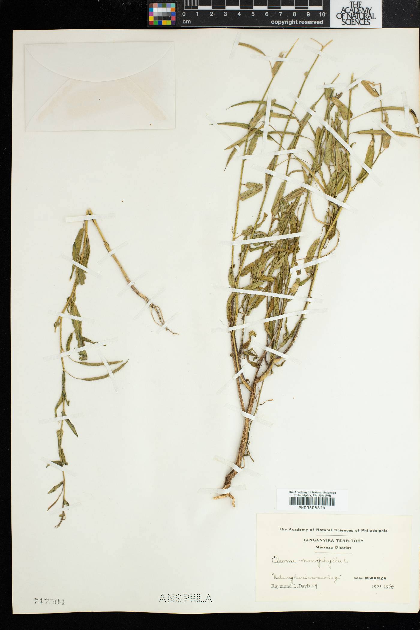 Cleome monophylla image
