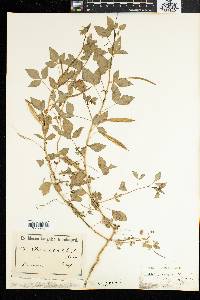 Cleome rutidosperma image