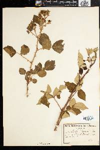 Rubus rigidus image