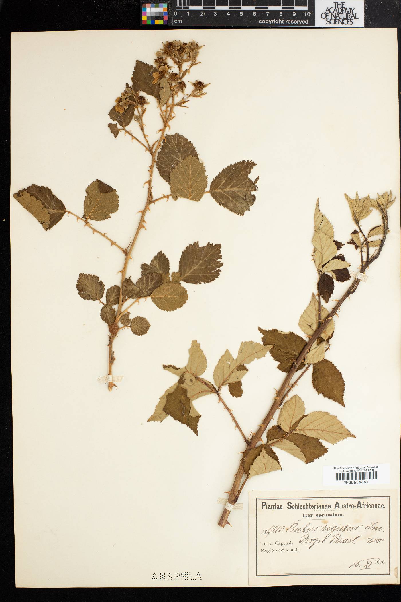 Rubus rigidus image