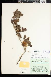 Image of Dicoryphe buddleoides