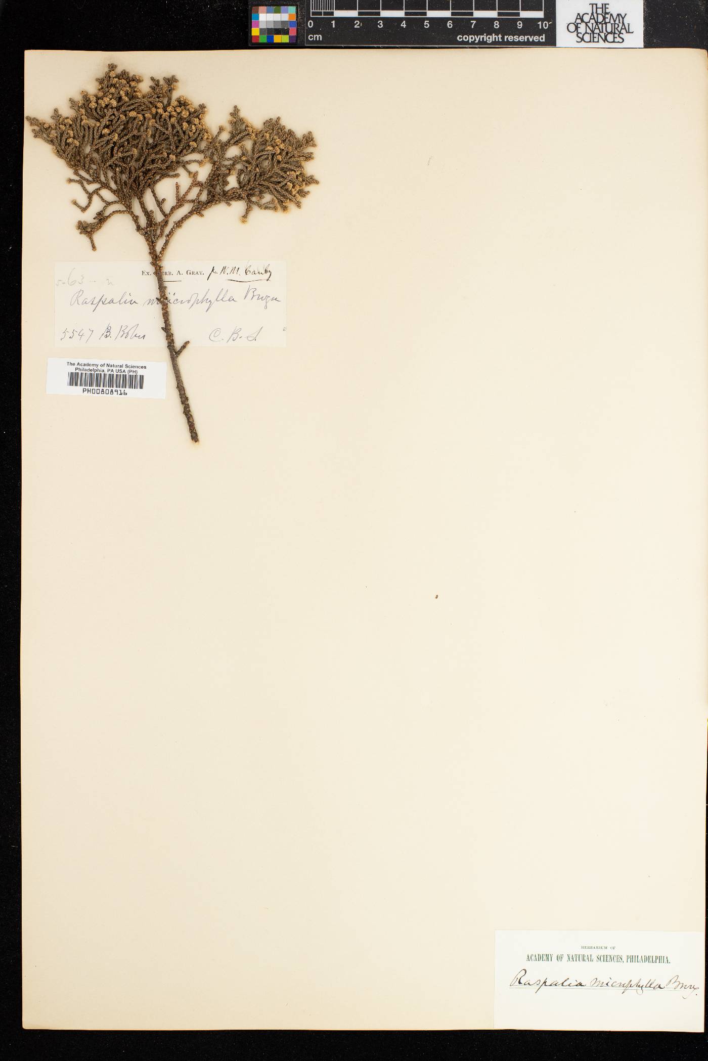 Brunia microphylla image