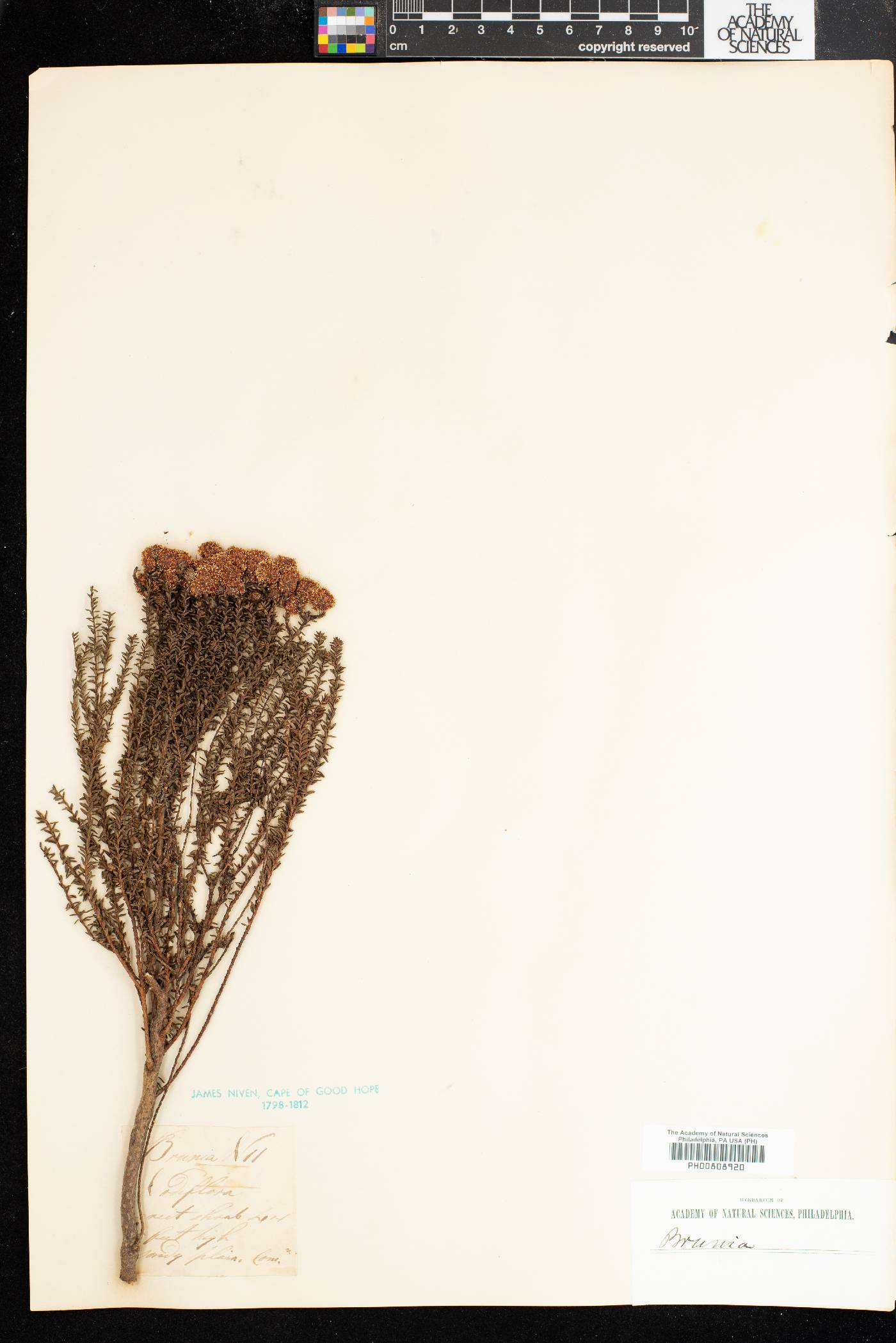 Brunia image