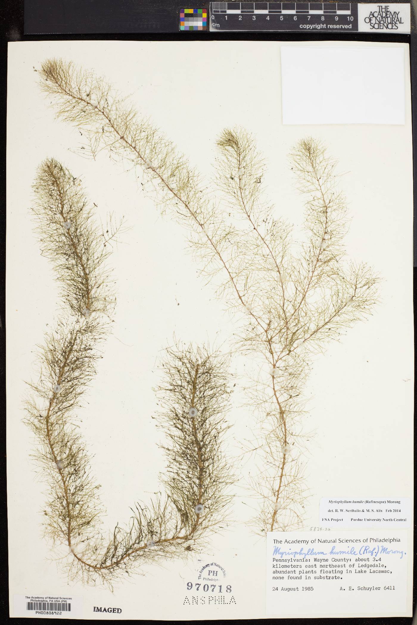 Myriophyllum humile image