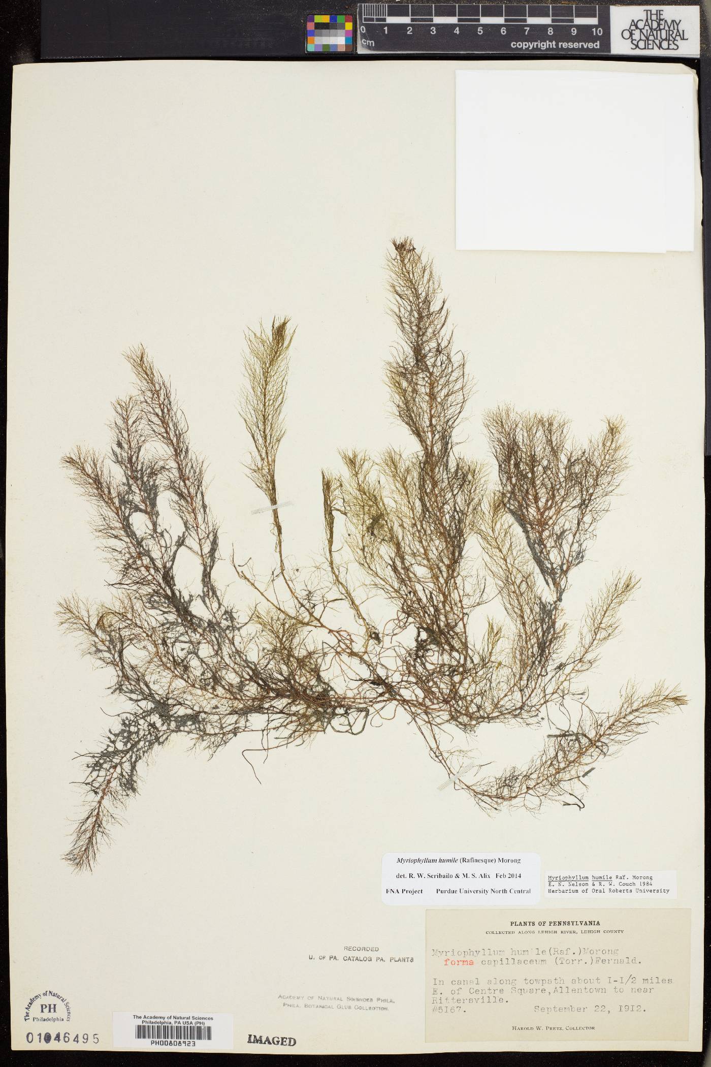 Myriophyllum humile image