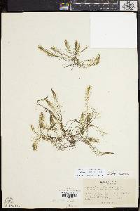 Myriophyllum humile image