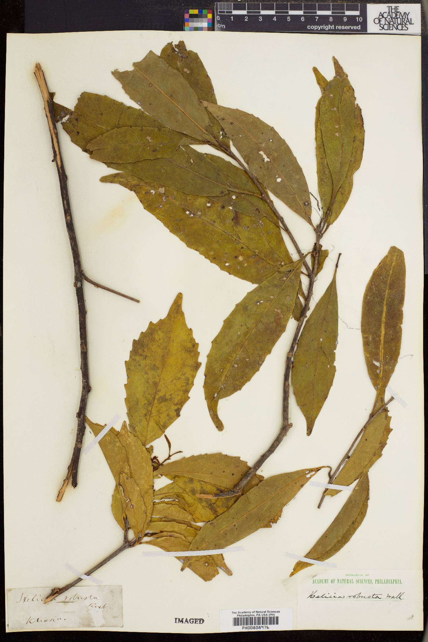 Helicia robusta image