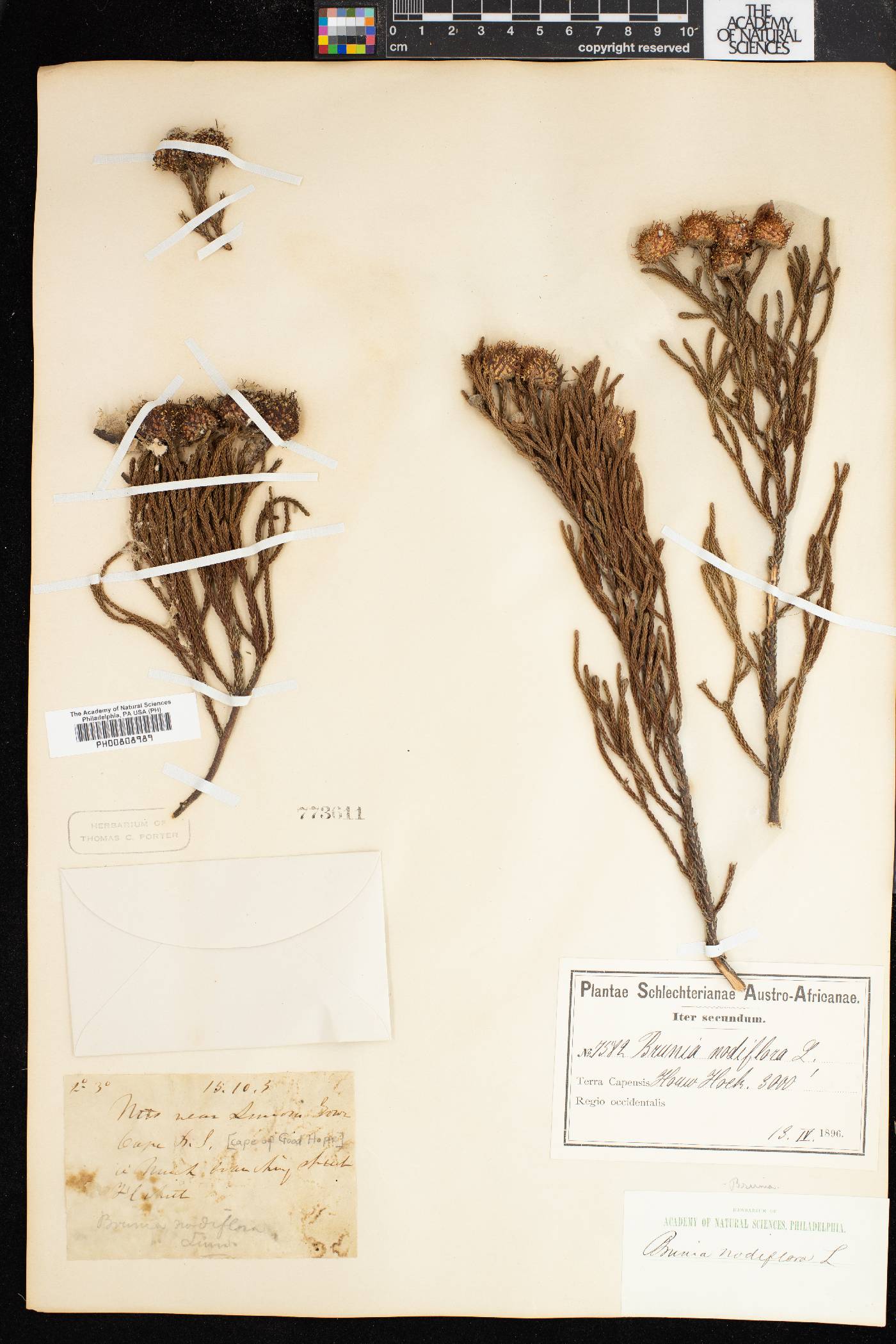 Brunia nodiflora image